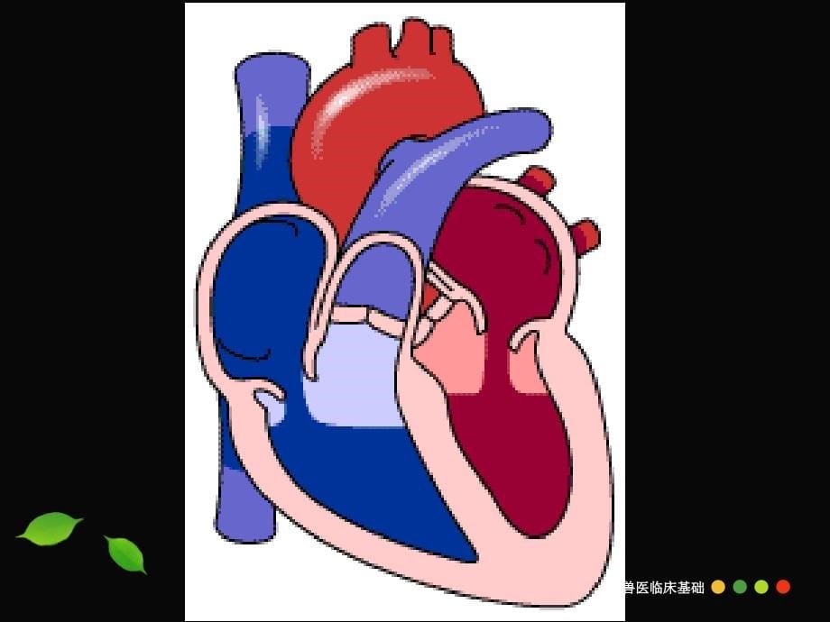 兽医临床基础-心血管系统检查及药物应用_第5页