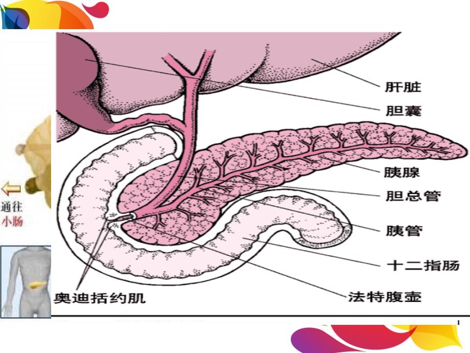 胰腺的解剖及生理功能复习课程_第2页