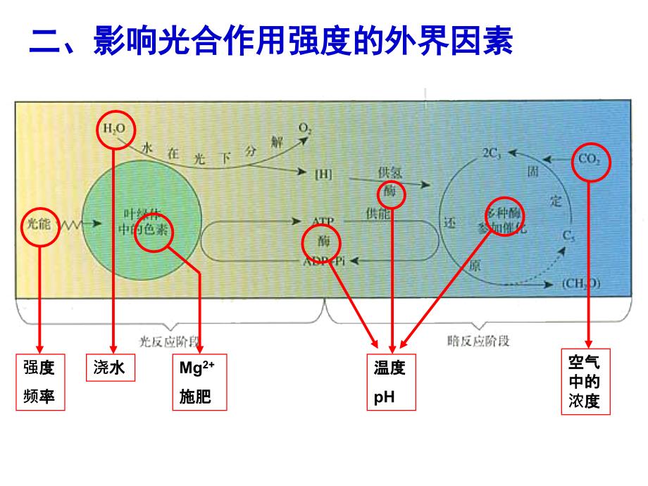 影响光合作用的因素教程文件_第4页