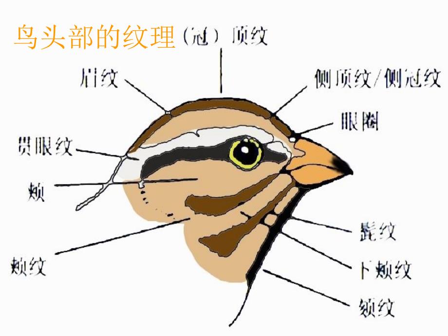 精编制作观鸟基础讲座PPT课件_第4页