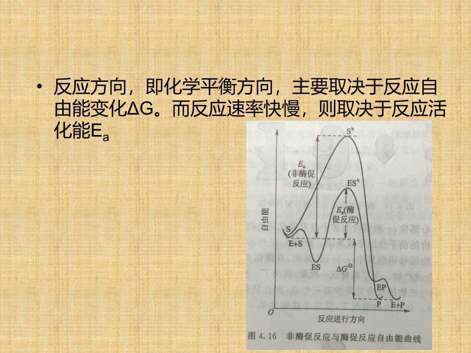 精编制作酶的催化作用机制PPT课件_第3页