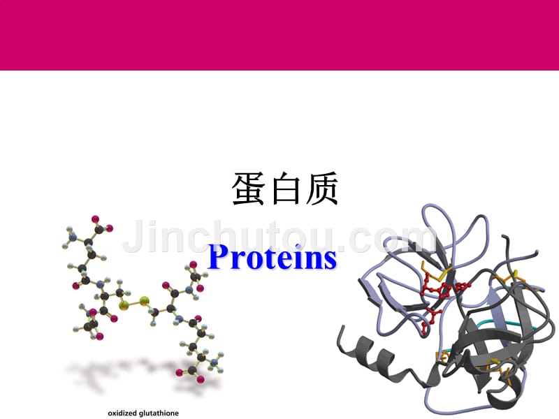 蛋白质-教学课件_第1页