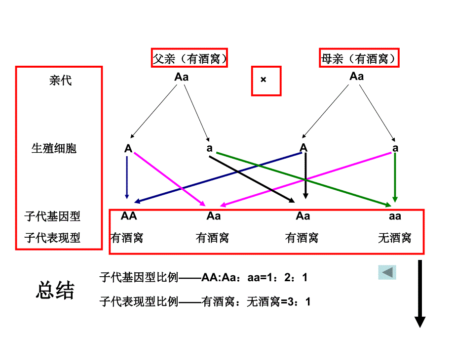 遗传图解中考复习ppt济南版_第2页