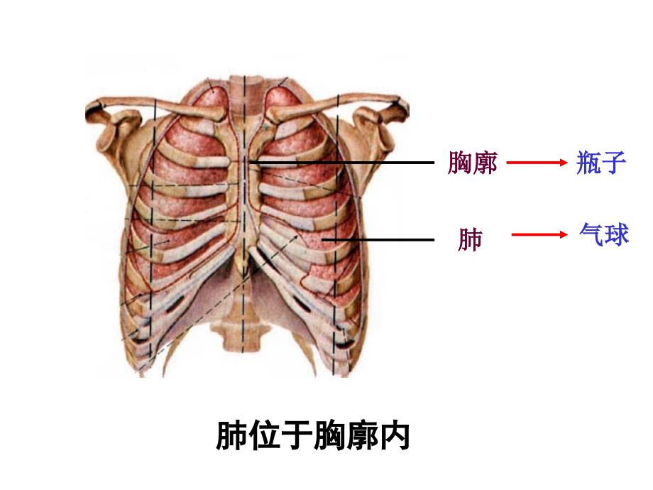 发生在肺内的气体交换.说课材料_第4页