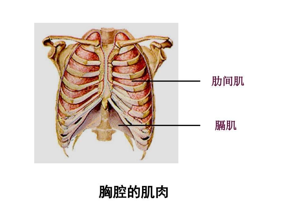 发生在肺内的气体交换.说课材料_第5页