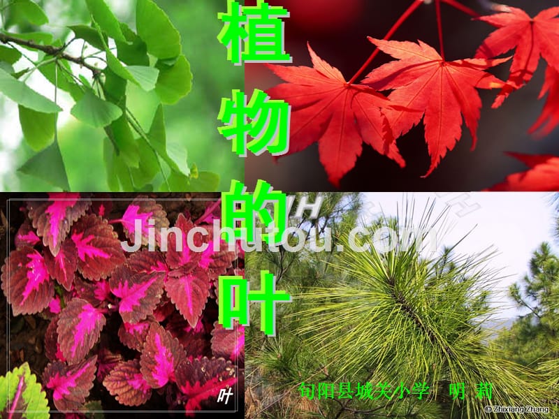 第五课植物的叶教学文稿_第1页