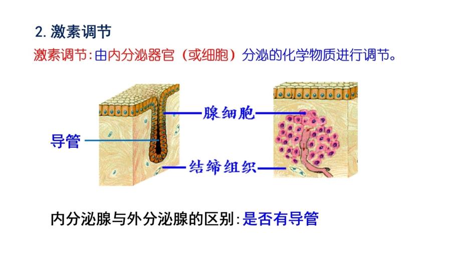 动物激素的种类及作用备课讲稿_第3页