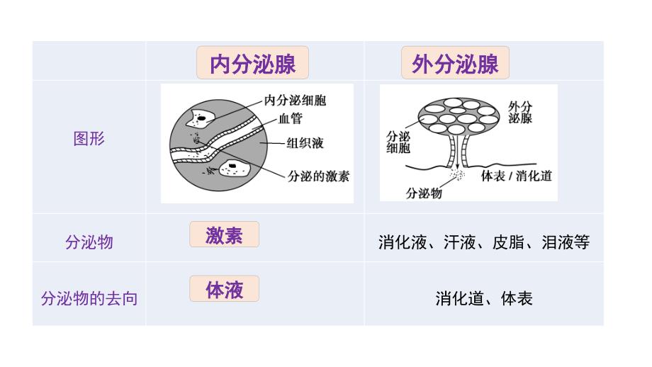 动物激素的种类及作用备课讲稿_第4页