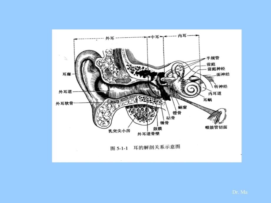 耳部解剖教程文件_第3页