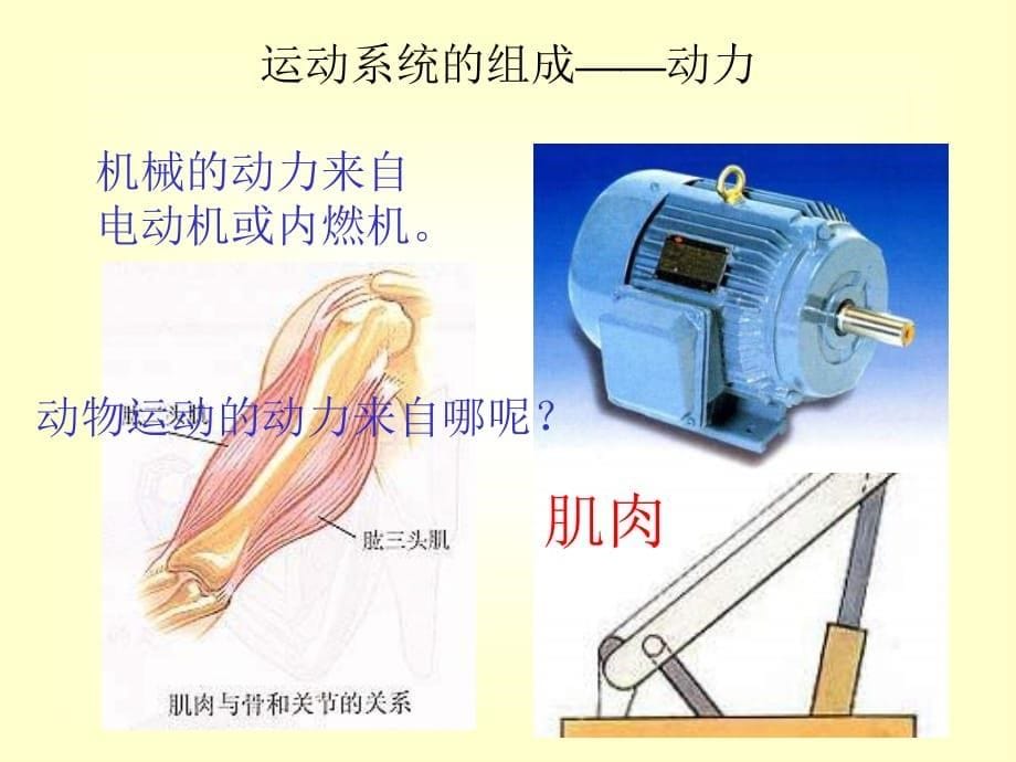 八年级生物动物的运动学习资料_第5页