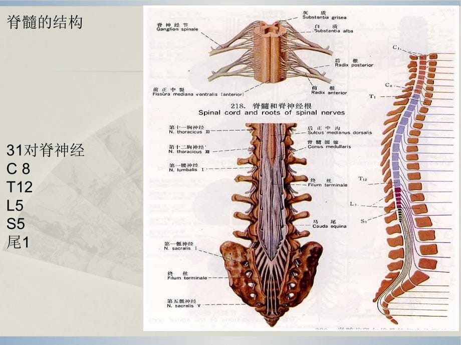 第八章-脊髓炎康复复习课程_第5页