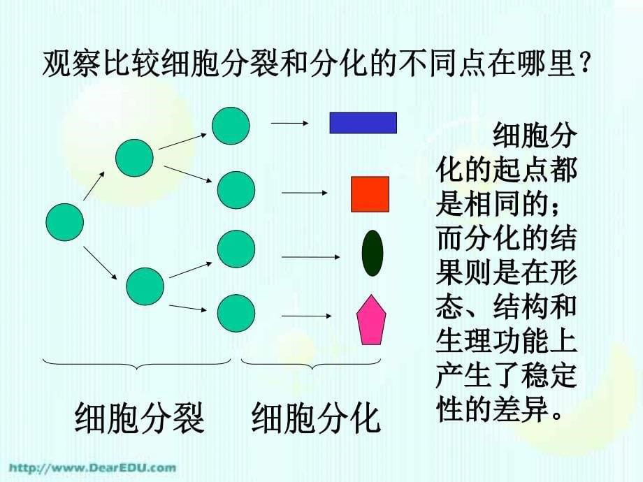 人教必修高一生物细胞的分化 衰老和凋亡 癌变.ppt_第5页