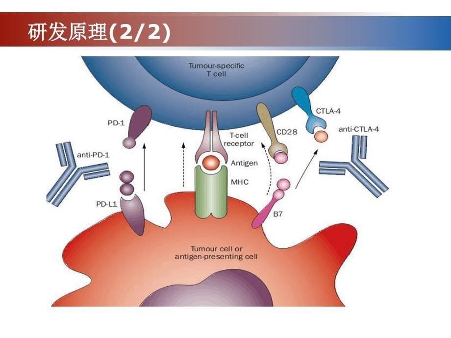 PD1抑制剂讲课教案_第5页