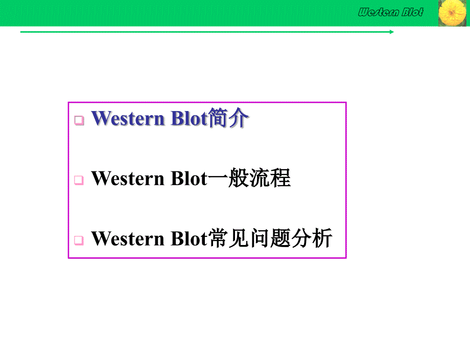 Western-Blot详解及问题分析知识讲稿_第2页