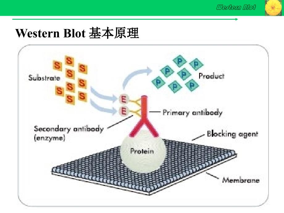 Western-Blot详解及问题分析知识讲稿_第4页