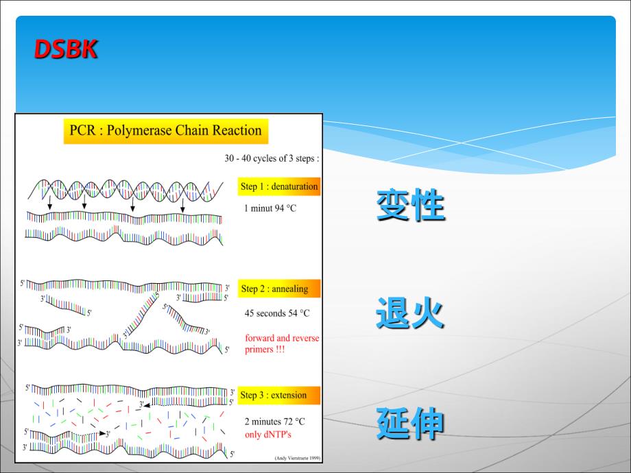 PCR原理及操作幻灯片课件_第4页