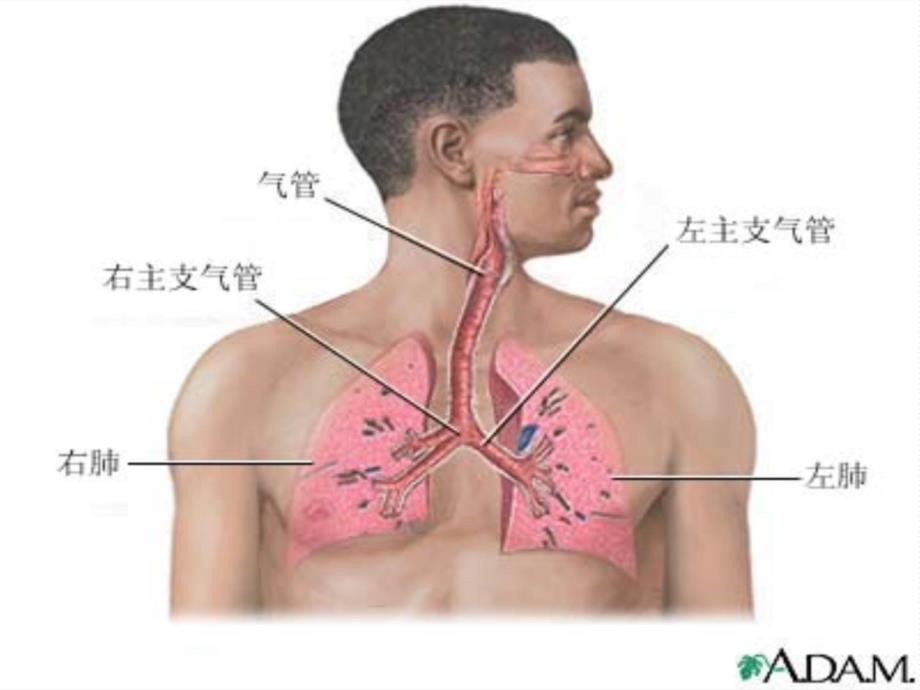 肺叶切除手术配合说课讲解_第3页