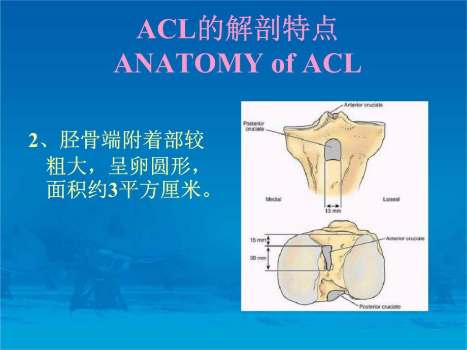 关节镜下前交叉韧带重建术教学文稿_第3页