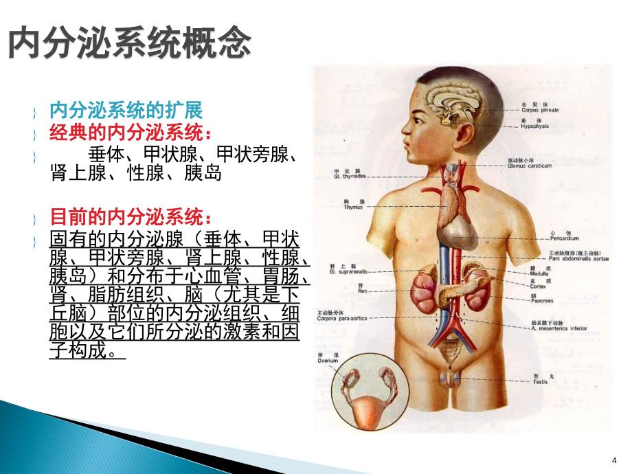 内分泌和代谢疾病总论PPT参考课件_第4页