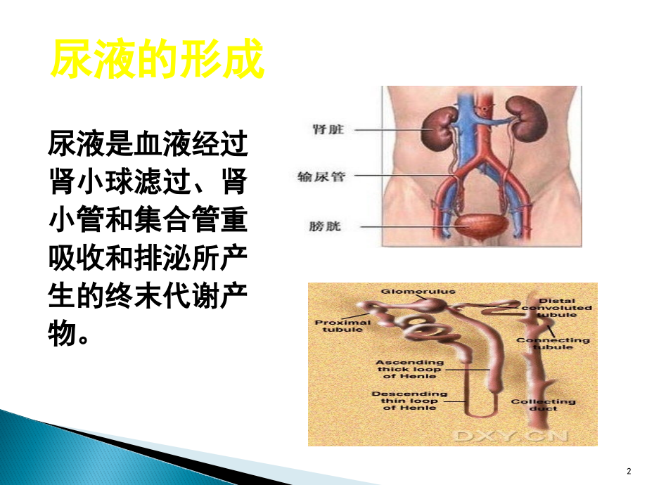 蛋白尿的诊断与鉴别PPT幻灯片_第2页