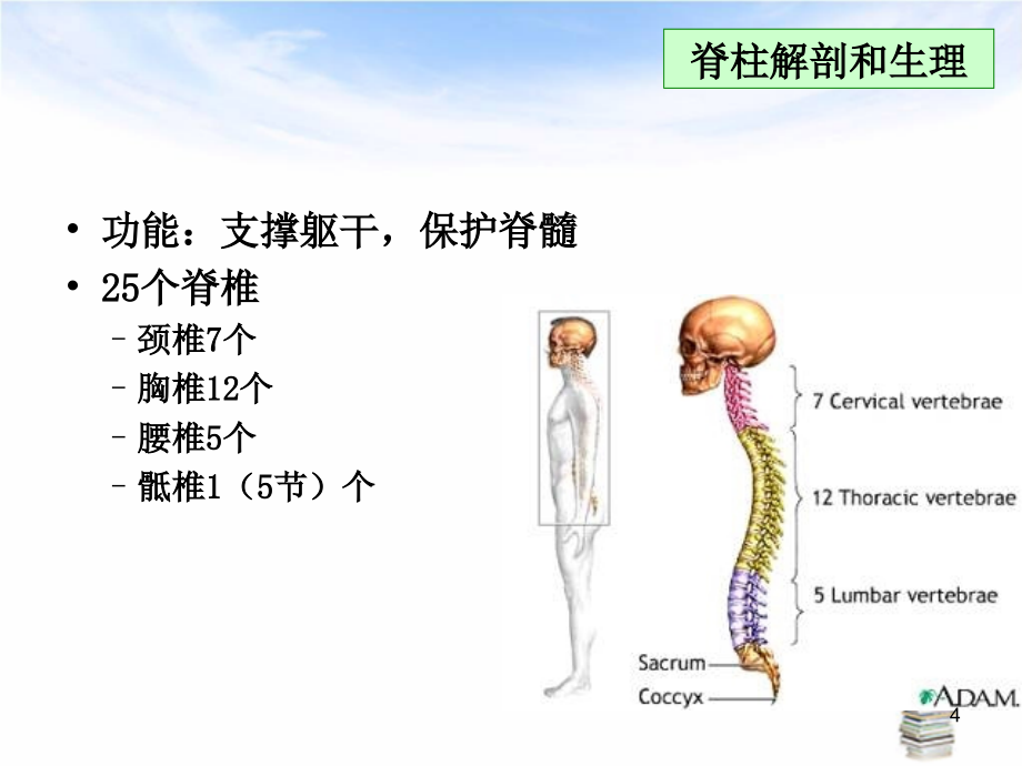 脊髓损伤的评定与预后PPT幻灯片_第4页