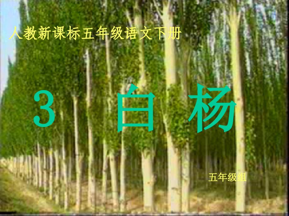 《白杨》课件讲课用_第1页