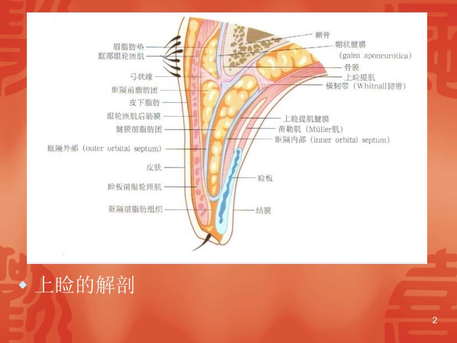 眼睑解剖PPT参考课件_第2页