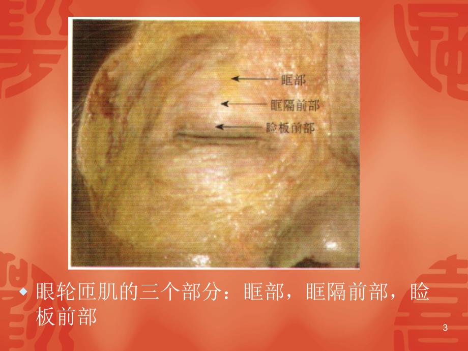 眼睑解剖PPT参考课件_第3页