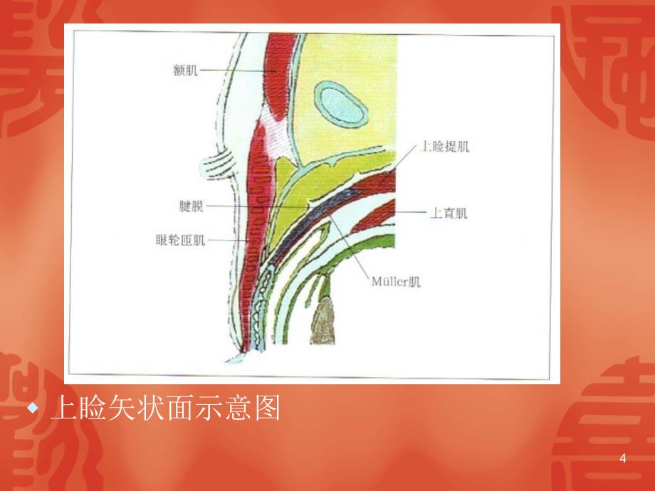 眼睑解剖PPT参考课件_第4页