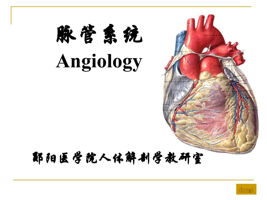 心血管系统解剖学PPT参考课件_第1页