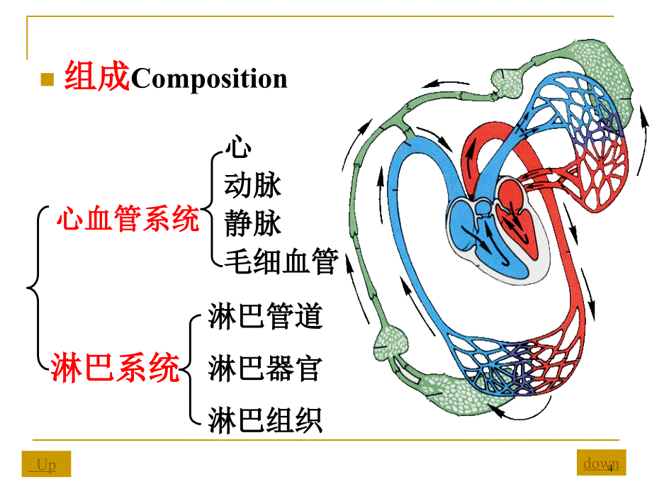 心血管系统解剖学PPT参考课件_第4页