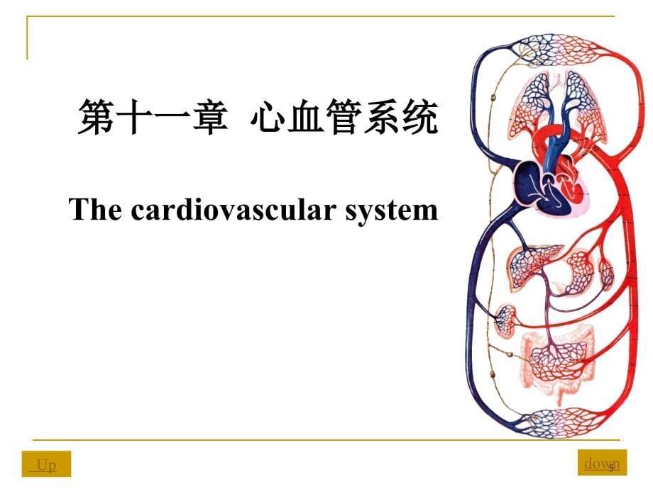 心血管系统解剖学PPT参考课件_第5页