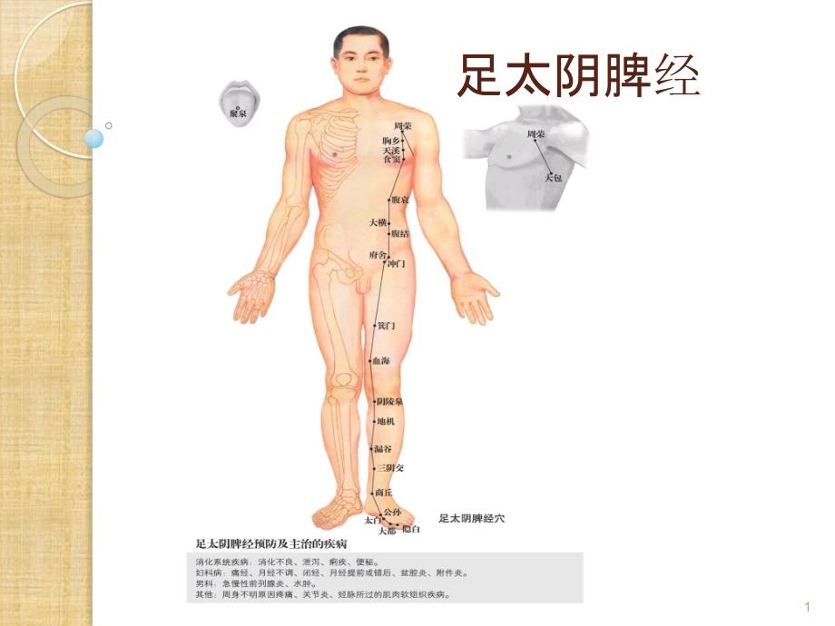 足太阴脾经 重点穴位PPT幻灯片_第1页