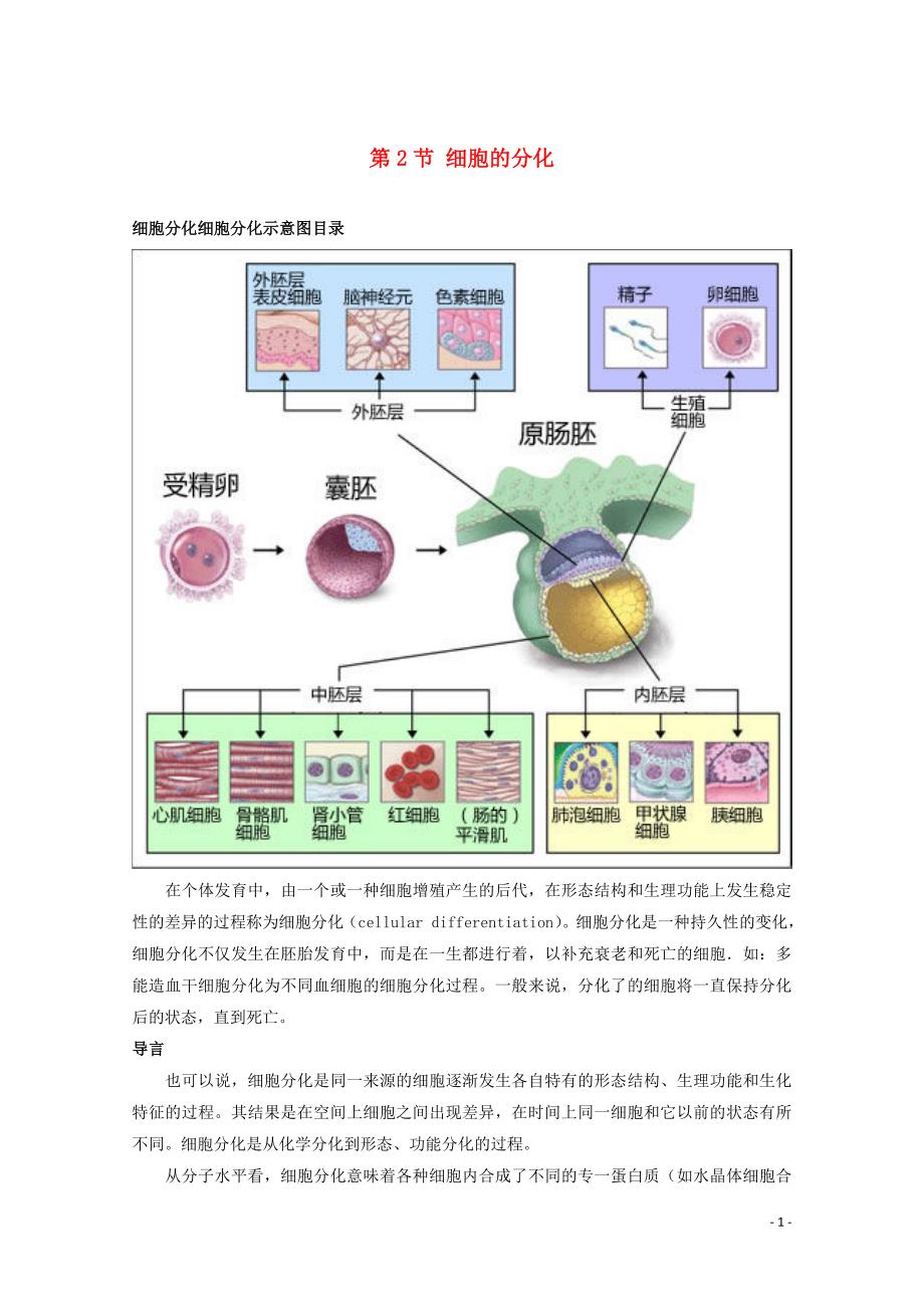 高中生物细胞分化、衰老和凋亡素材2苏教必修1.doc_第1页