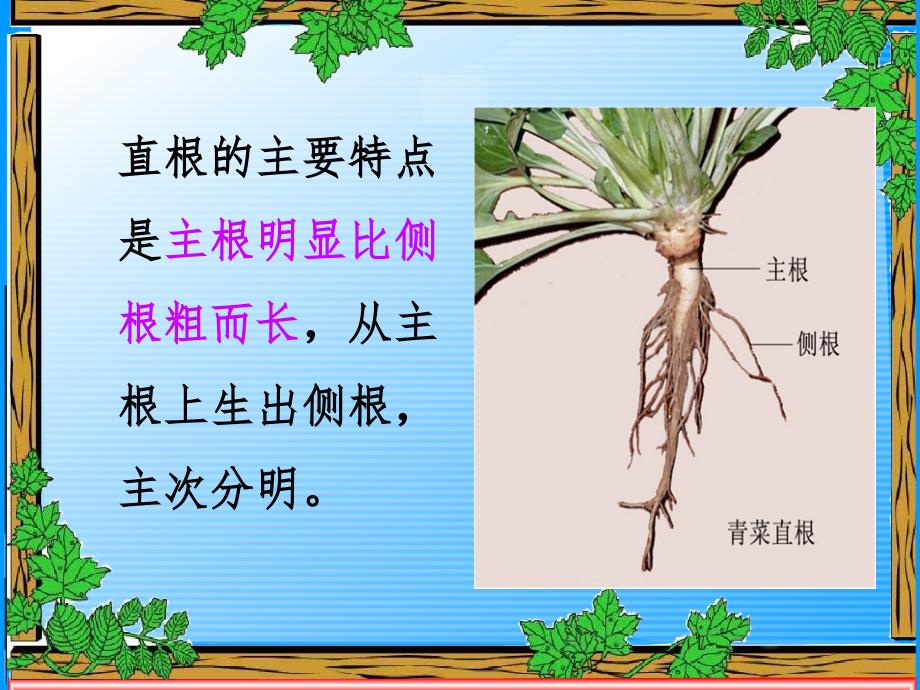 青岛版四年级科学上册植物的根课件备课讲稿_第4页