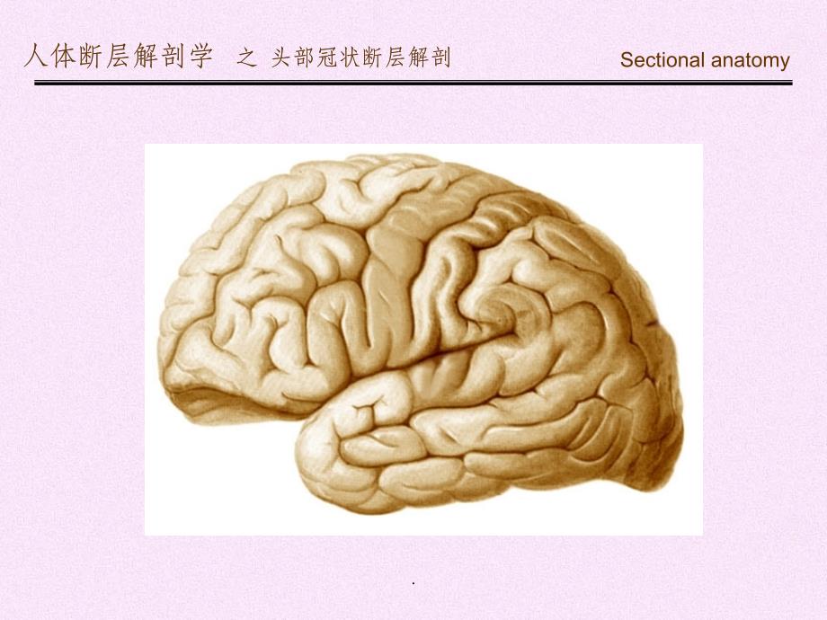 头部冠状断层解剖ppt课件_第2页