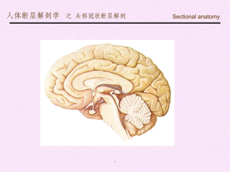 头部冠状断层解剖ppt课件_第4页