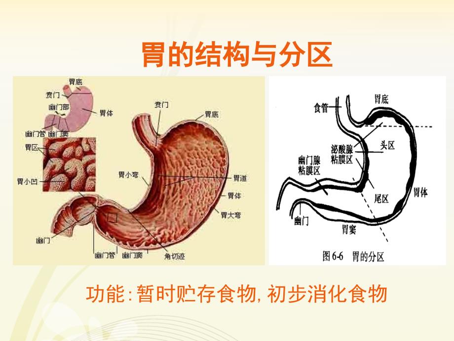 生理学-胃内消化讲课资料_第2页