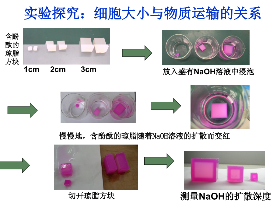 必修1 第6章全章课件（四月）_第4页