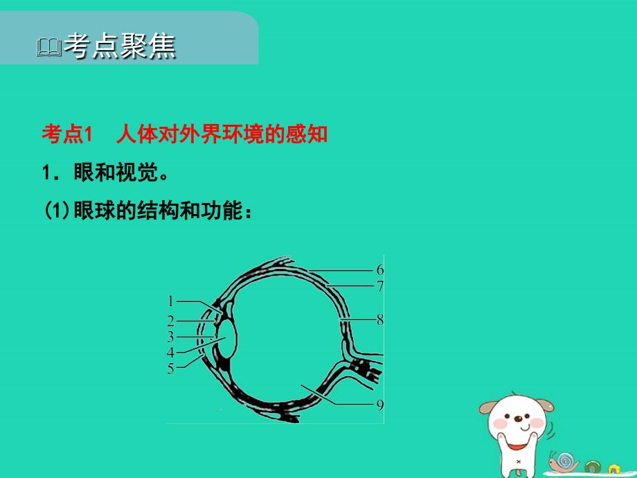 PK中考江西专用中考生物五四人体通过神经系统和内分泌系统调节生命活动习题课件_第2页