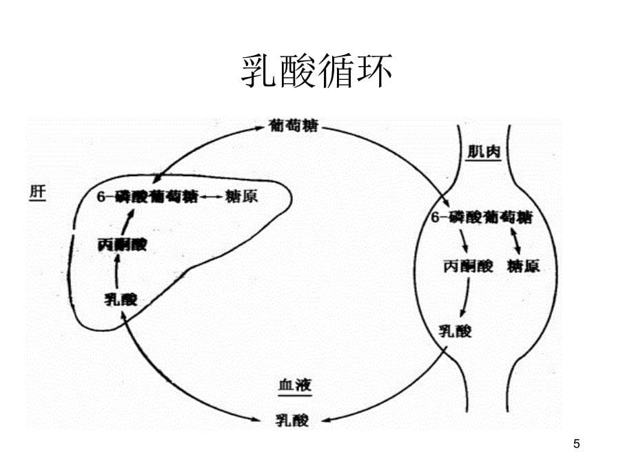 乳酸酸中毒PPT参考课件_第5页