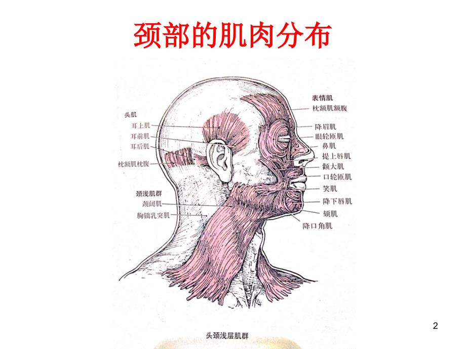 颈部运动及其相关的肌肉PPT参考课件_第2页