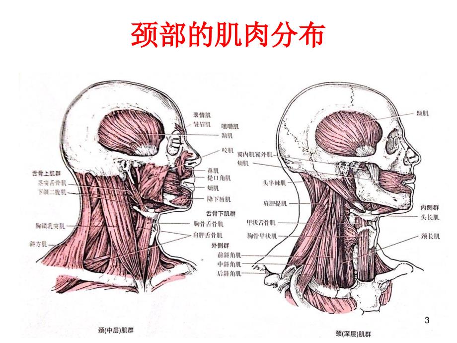 颈部运动及其相关的肌肉PPT参考课件_第3页