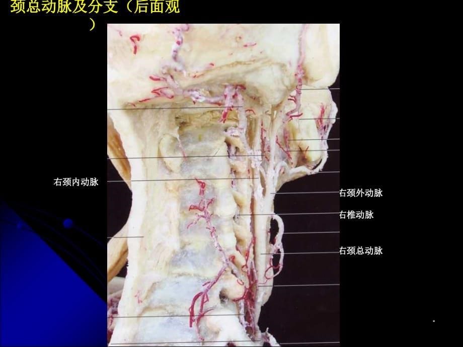 神经血管解剖图PPT参考课件_第5页