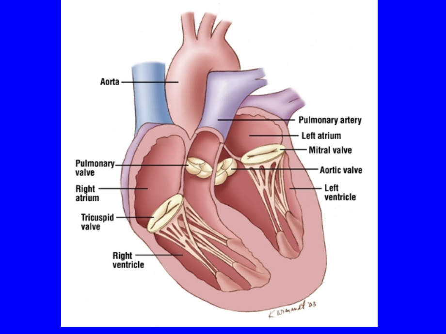 瓣膜性心脏病PPT课件_第3页