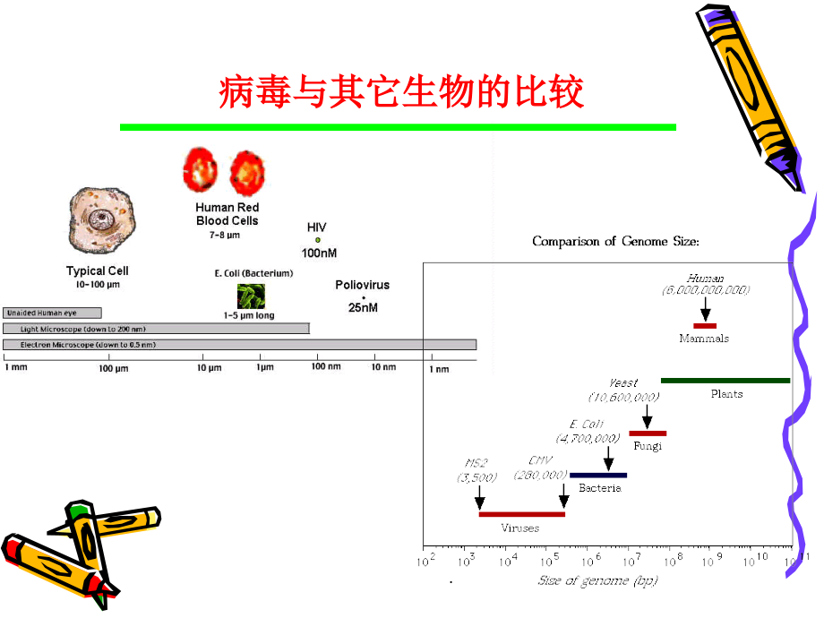 第二章病毒的基本特征ppt课件_第3页