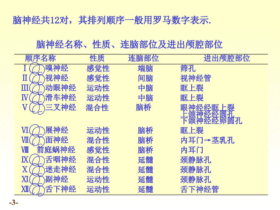 系统解剖学-脑神经PPT参考课件_第3页