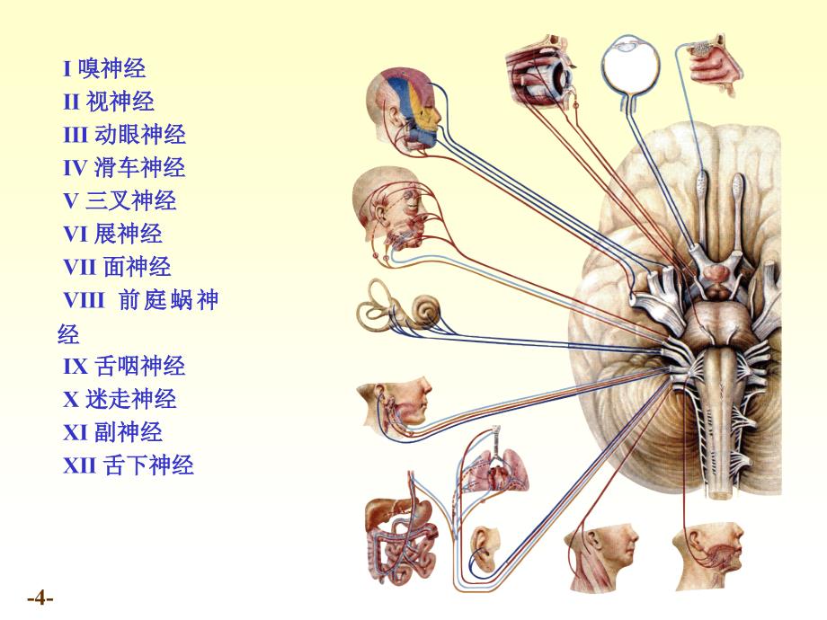 系统解剖学-脑神经PPT参考课件_第4页