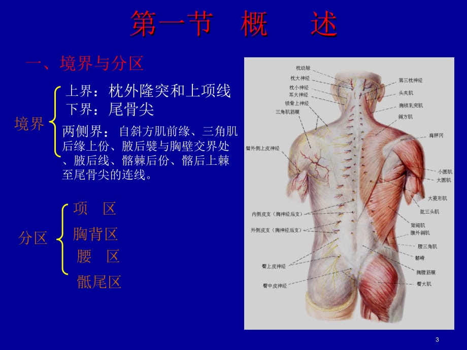 脊柱局部解剖PPT参考课件_第3页