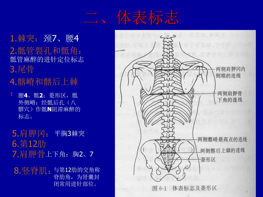 脊柱局部解剖PPT参考课件_第4页